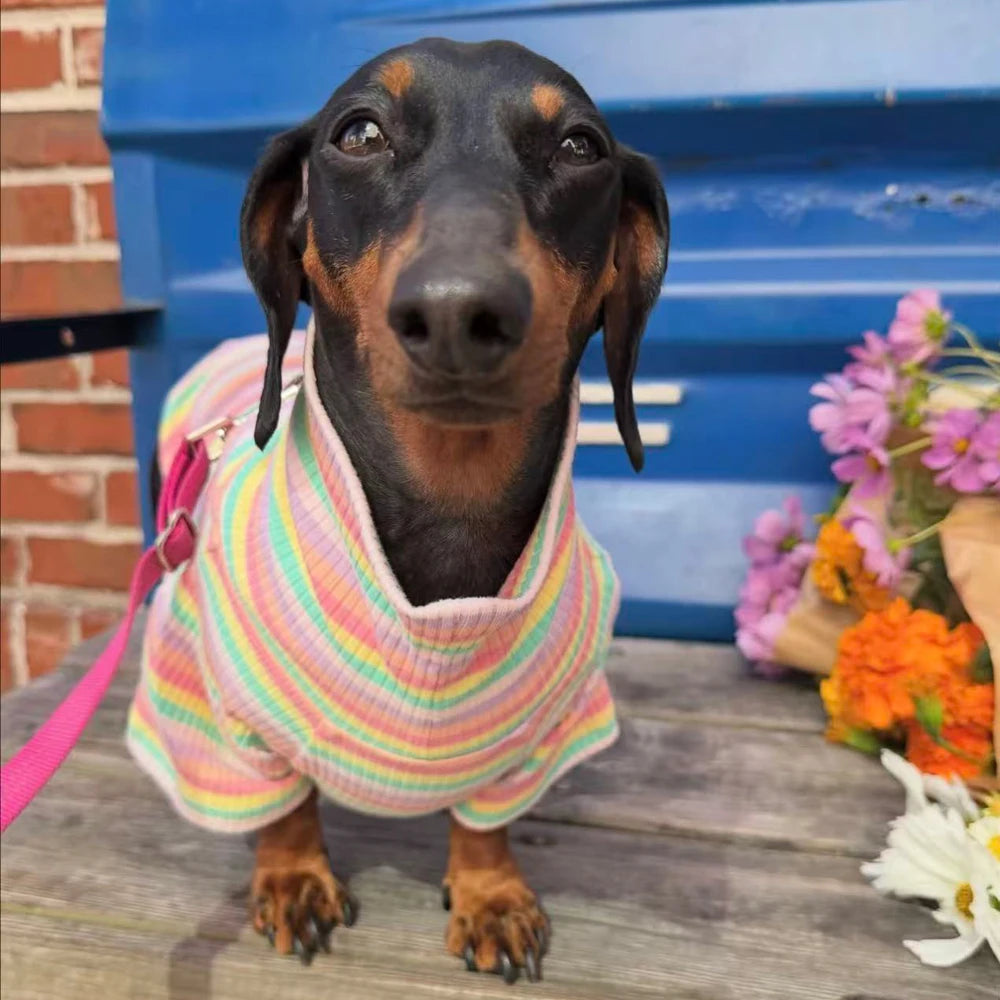 Suéter de cuello alto con diseño de perro salchicha arcoíris