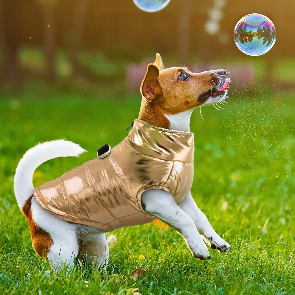 Glossy Waterproof Dachshund Jacket The Doxie World