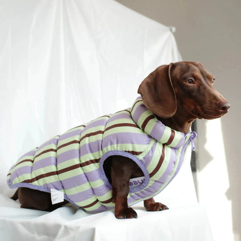 Matcha Dachshund Coat The Doxie World