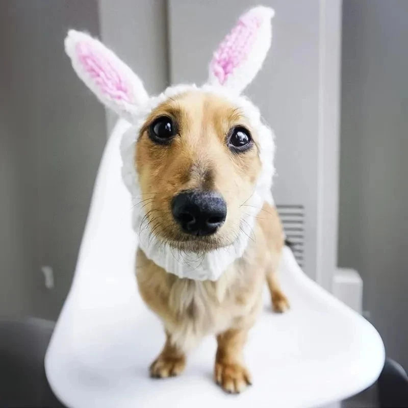 Rabbit Holiday Dachshund Hat The Doxie World