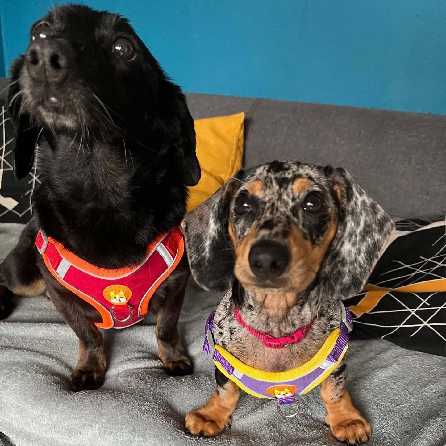 Reflective Dachshund Harness and Leash Set The Doxie World