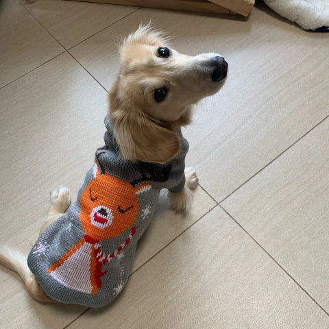 Reindeer Sweater for Sausage Dog
