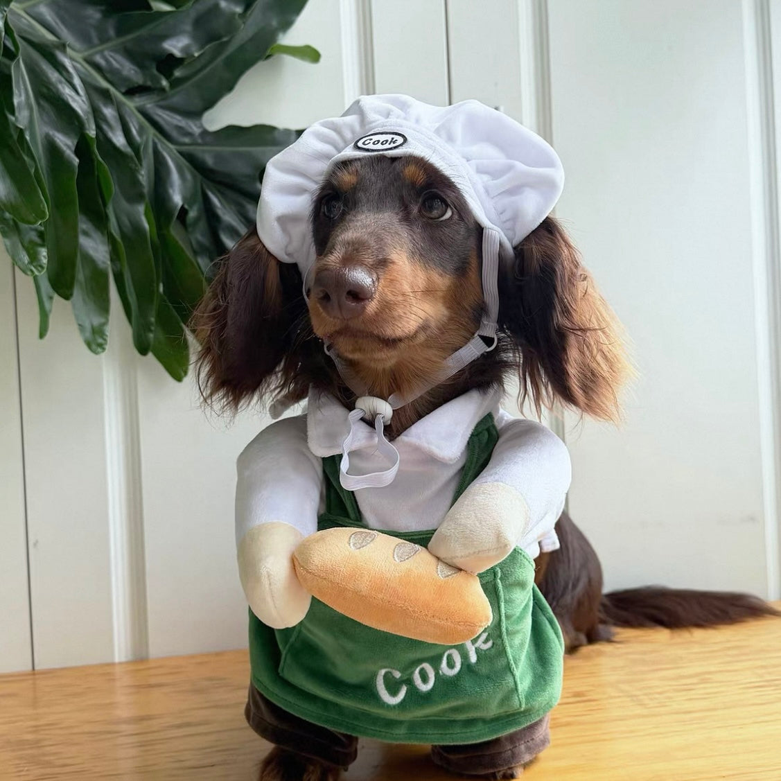 Dachshund Dog Chef Costume