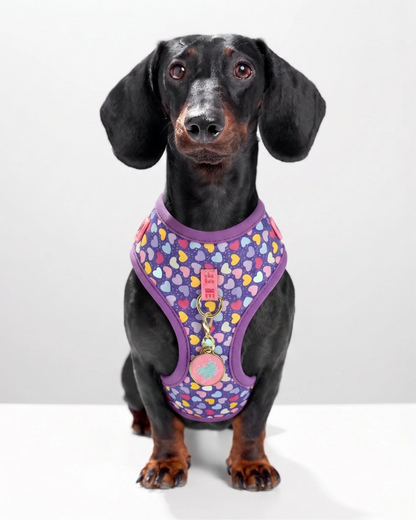 Dachshund-Geschirr & Leine mit lila Herzen