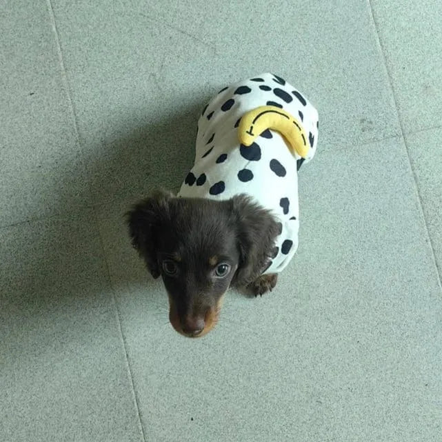 Dachshund Pajamas For Dogs