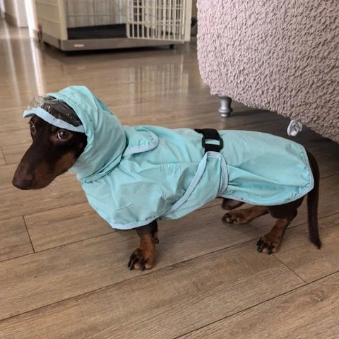 Blue Rain Dachshund Overall