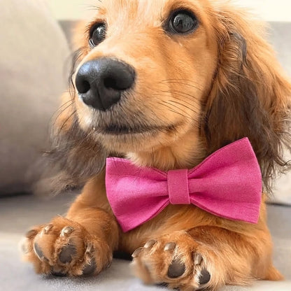 Bowtie Dog Collar and Leash Set The Doxie World