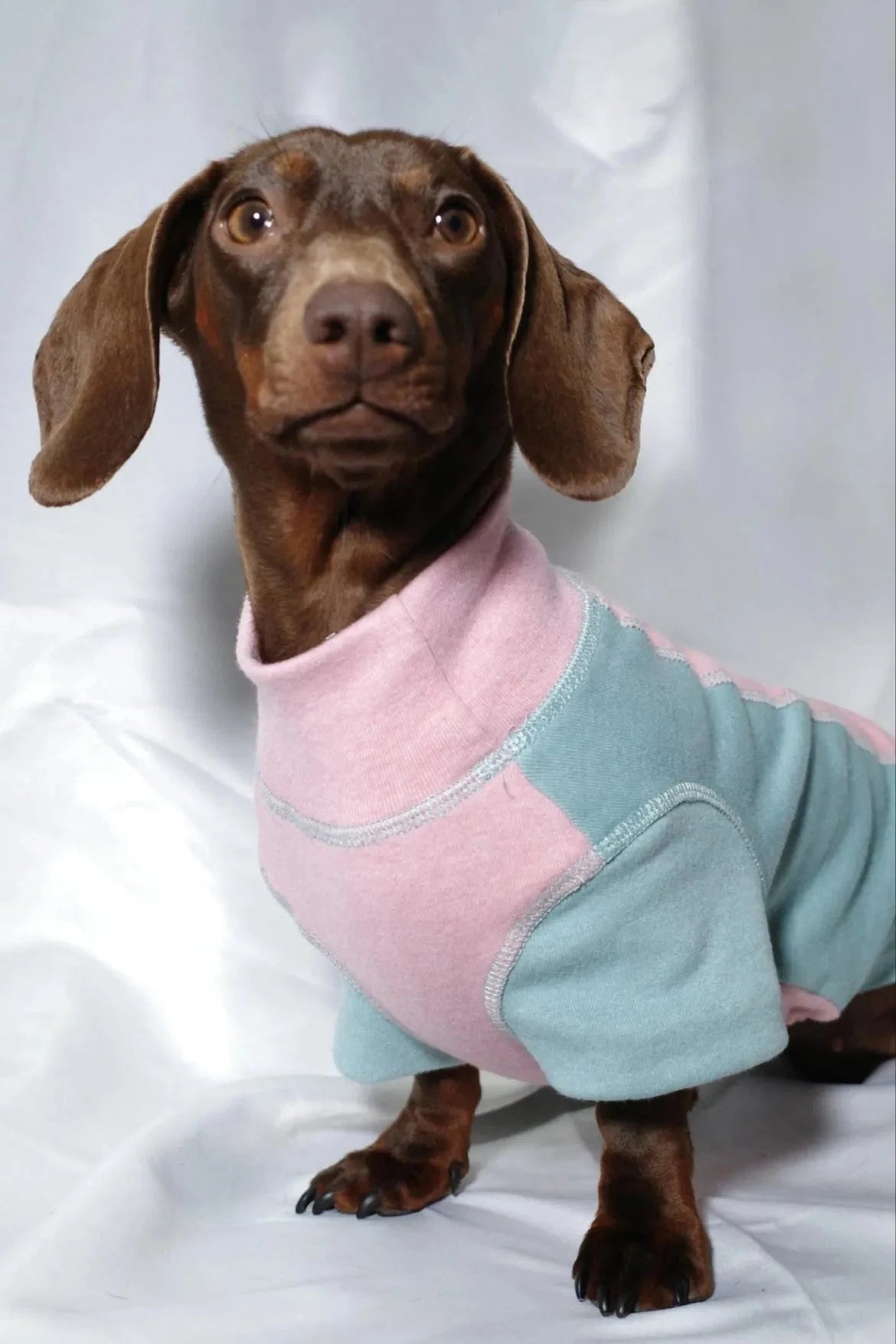 Color-blocked Dachshund Shirt The Doxie World