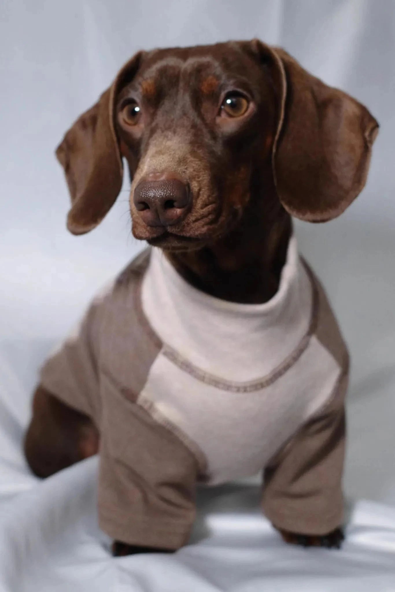 Color-blocked Dachshund Shirt The Doxie World