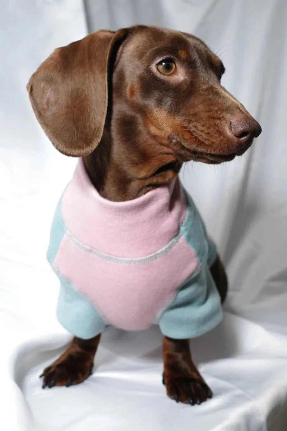 Color-blocked Dachshund Shirt The Doxie World