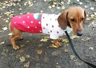 Dachshund Christmas Sweater Red Strawberry / 6 The Doxie World