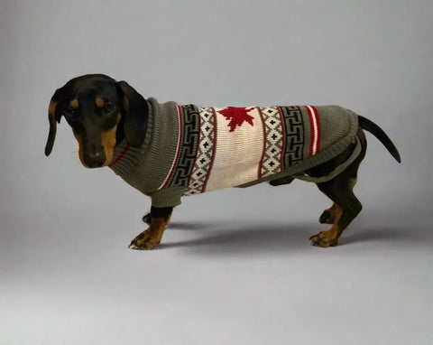 Dachshund Christmas Sweater Canadian Flag / 8 The Doxie World