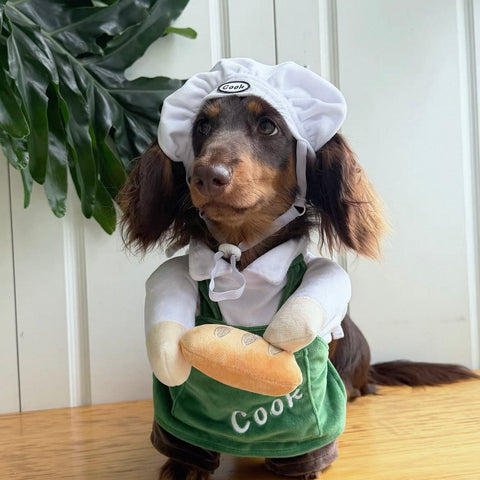 Dachshund Dog Chef Costume The Doxie World
