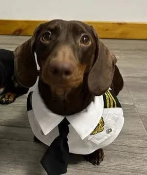 Dachshund Dog Pilot Costume White Captain / S: 25–29 cm / 9–11 in The Doxie World