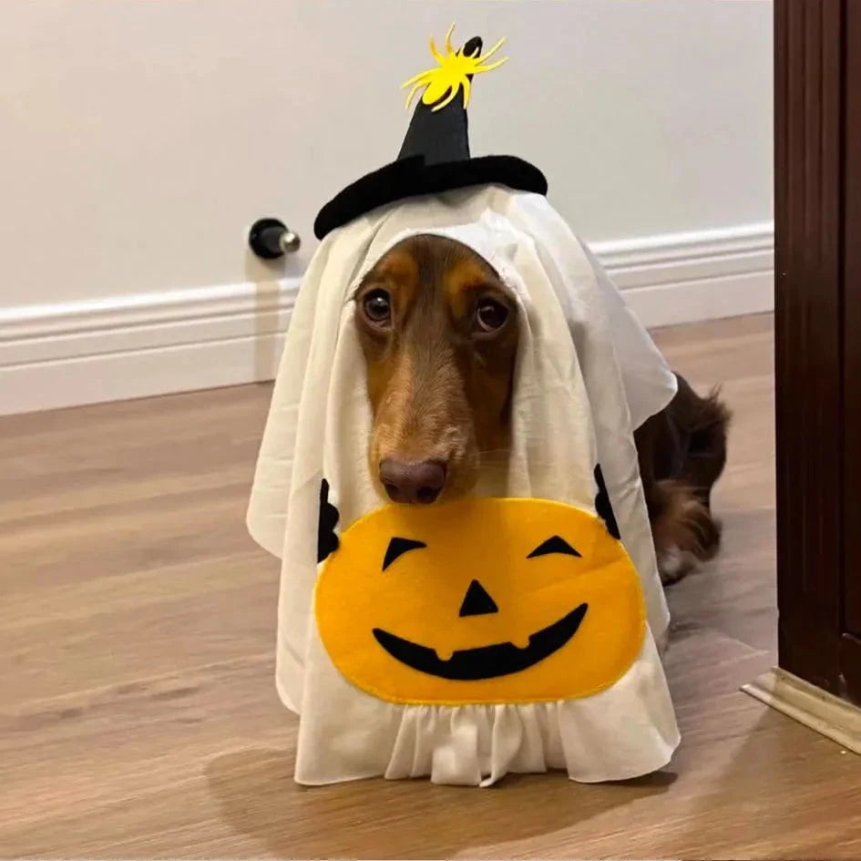 Dachshund Ghost Costume S The Doxie World