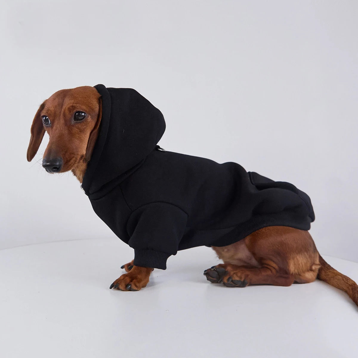 Dachshund Hoodie Black / S The Doxie World