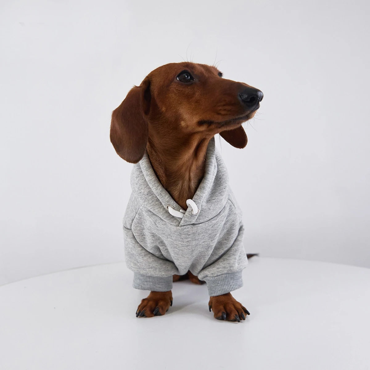 Dachshund Hoodie The Doxie World