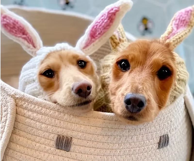 Dachshund Rabbit Hat The Doxie World