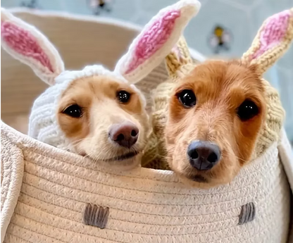 Dachshund Rabbit Hat The Doxie World