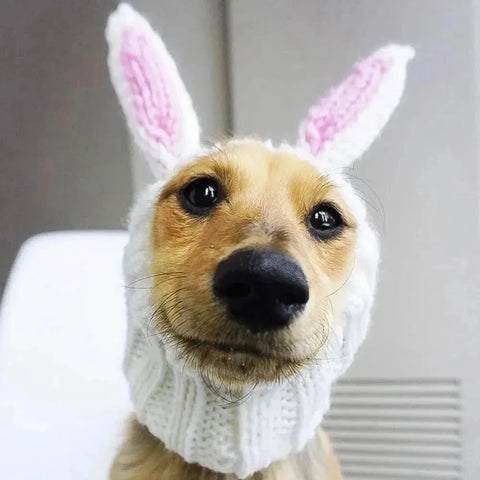 Dachshund Rabbit Hat The Doxie World