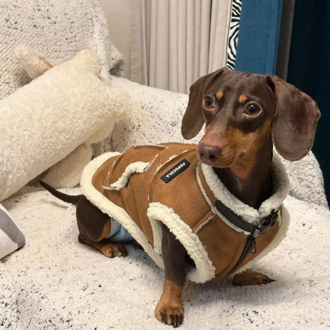 Dachshund Winter Waistcoat The Doxie World