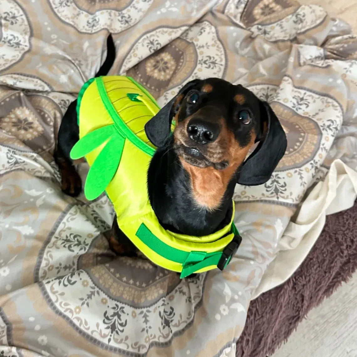 Dachshund Dragonfly Life Jacket