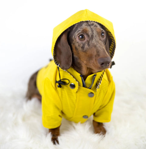 Fashion Dachshund Rain Jacket L The Doxie World