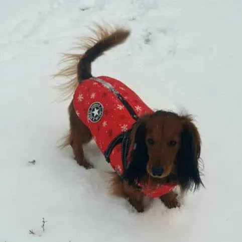 Fashion Stars Dachshund Jacket Snowflake / S The Doxie World