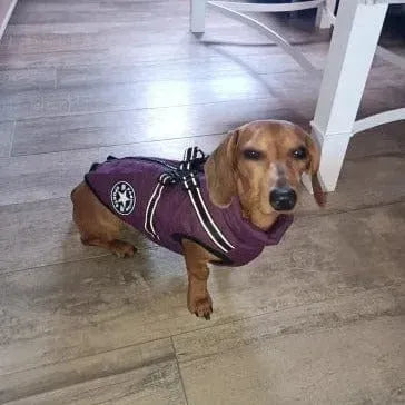 Fashion Stars Dachshund Jacket The Doxie World