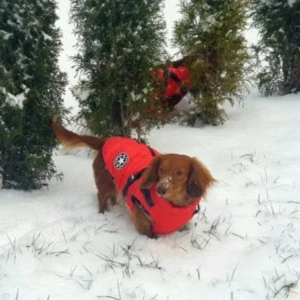 Fashion Stars Dachshund Jacket The Doxie World