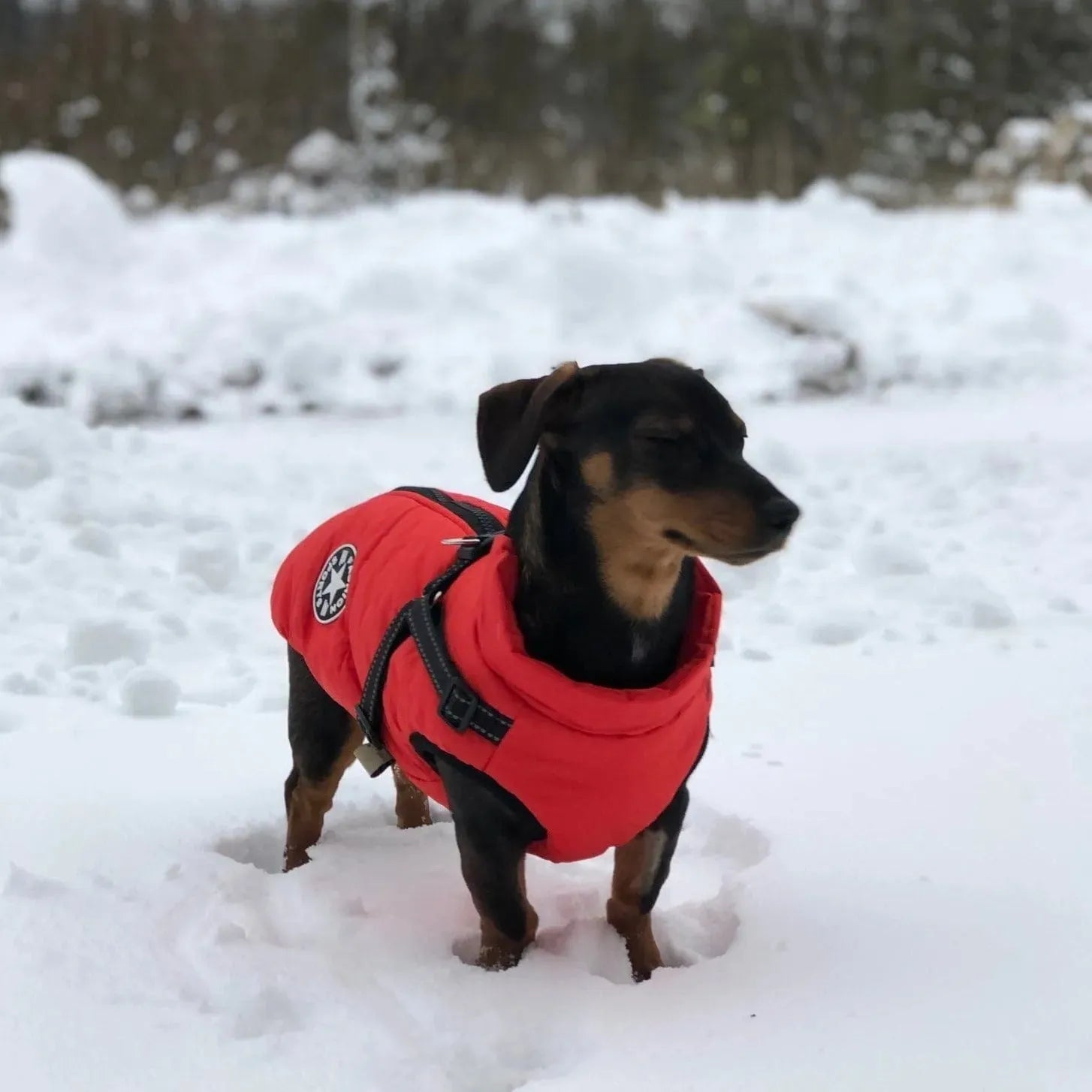 Fashion Stars Dachshund Jacket Red / S The Doxie World