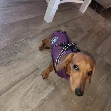 Fashion Stars Dachshund Jacket The Doxie World