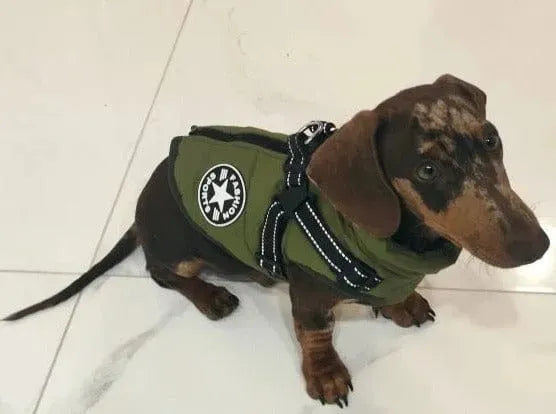 Fashion Stars Dachshund Jacket The Doxie World
