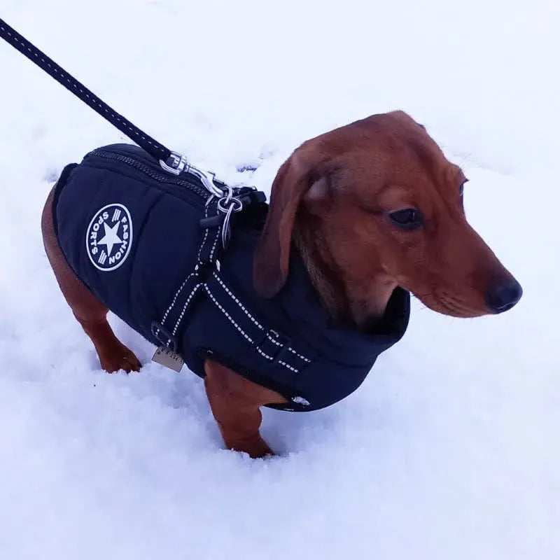 Fashion Stars Dachshund Jacket The Doxie World