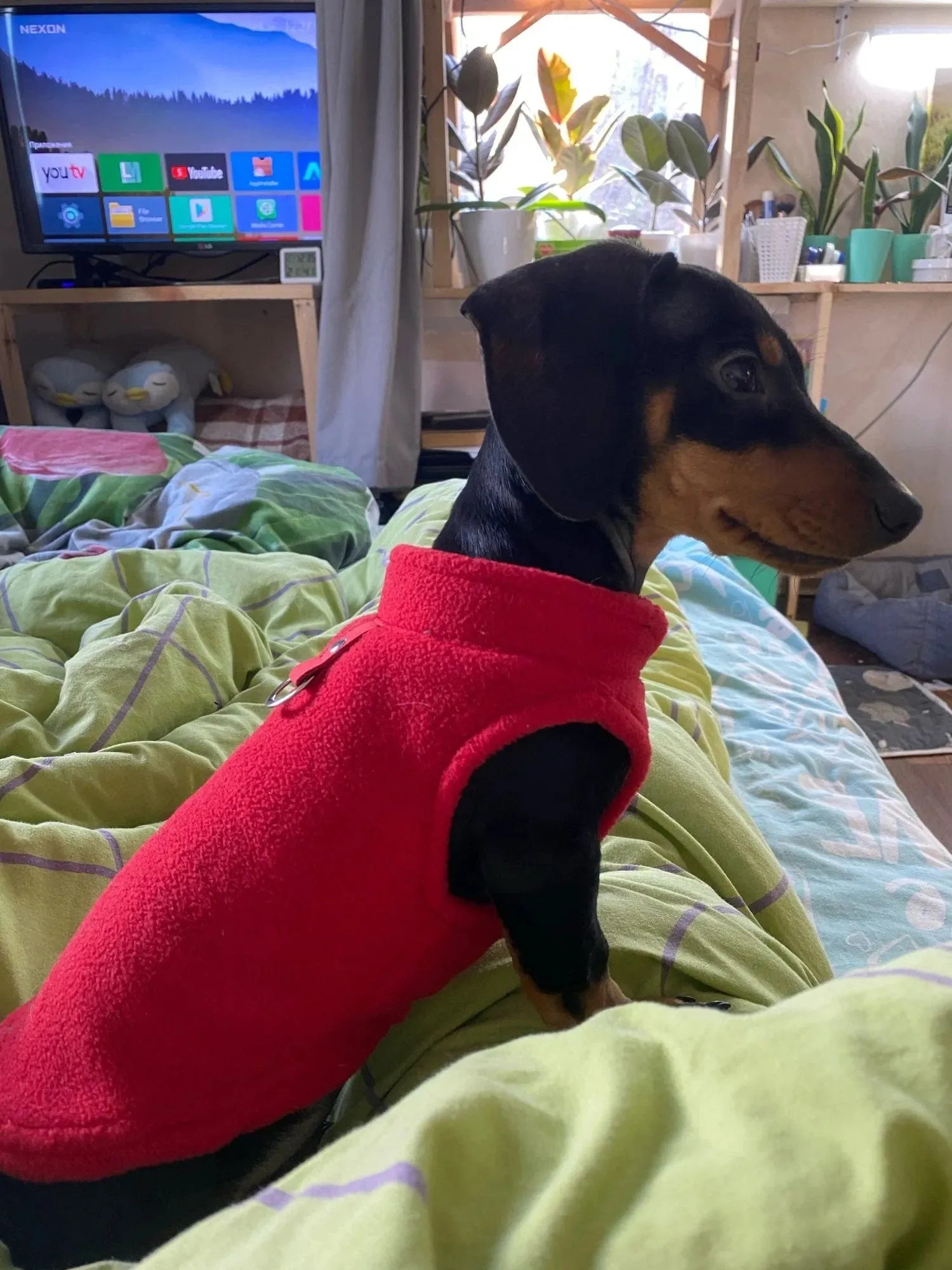 Fleece Dachshund Jacket The Doxie World