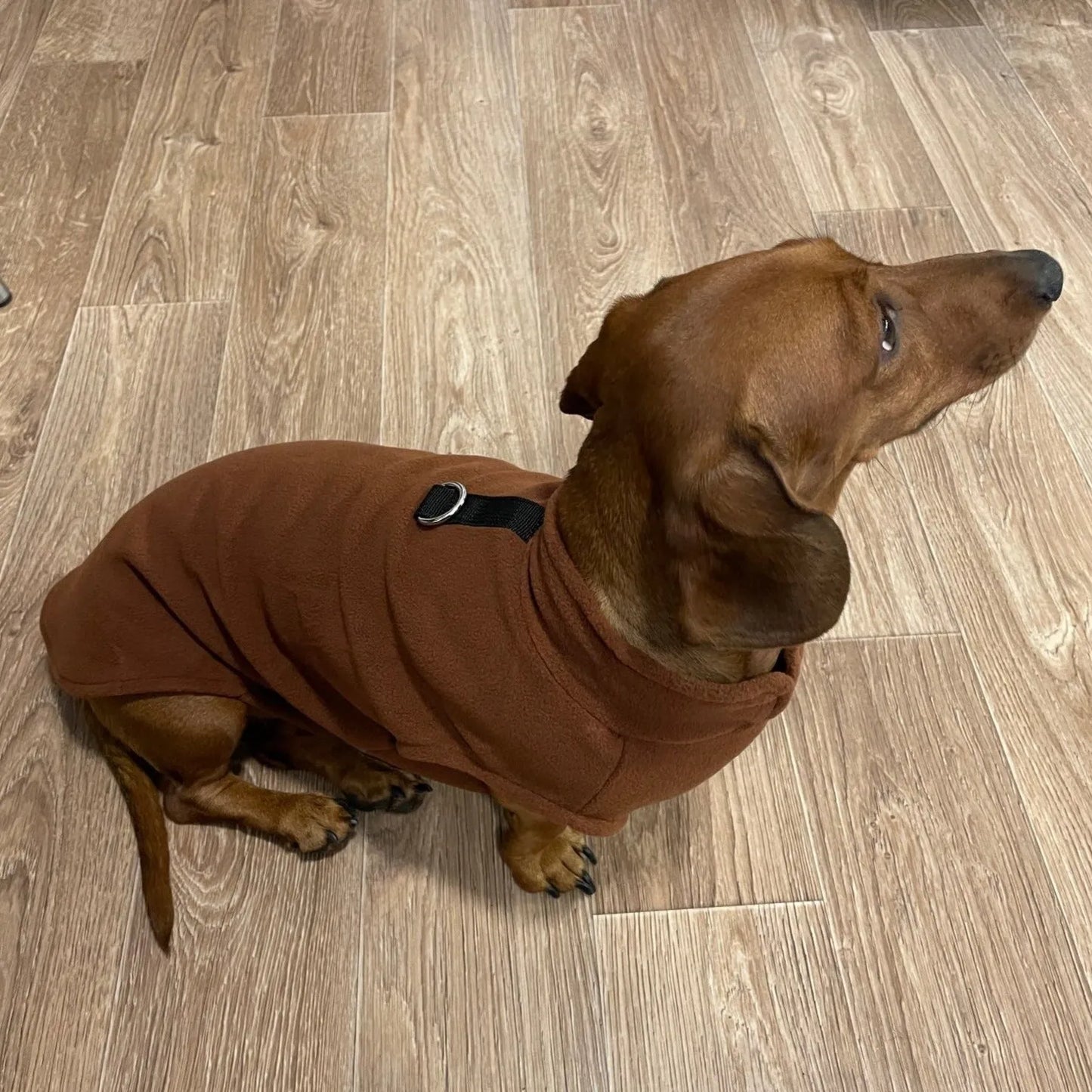 Fleece Dachshund Jacket Coffee / S The Doxie World