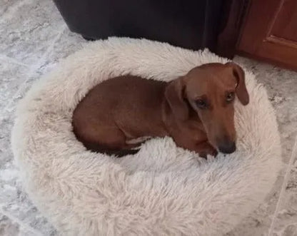 Fluffy Dachshund Bed The Doxie World