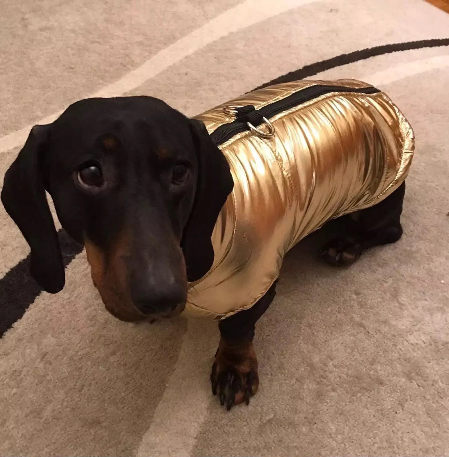 Glossy Waterproof Dachshund Jacket The Doxie World