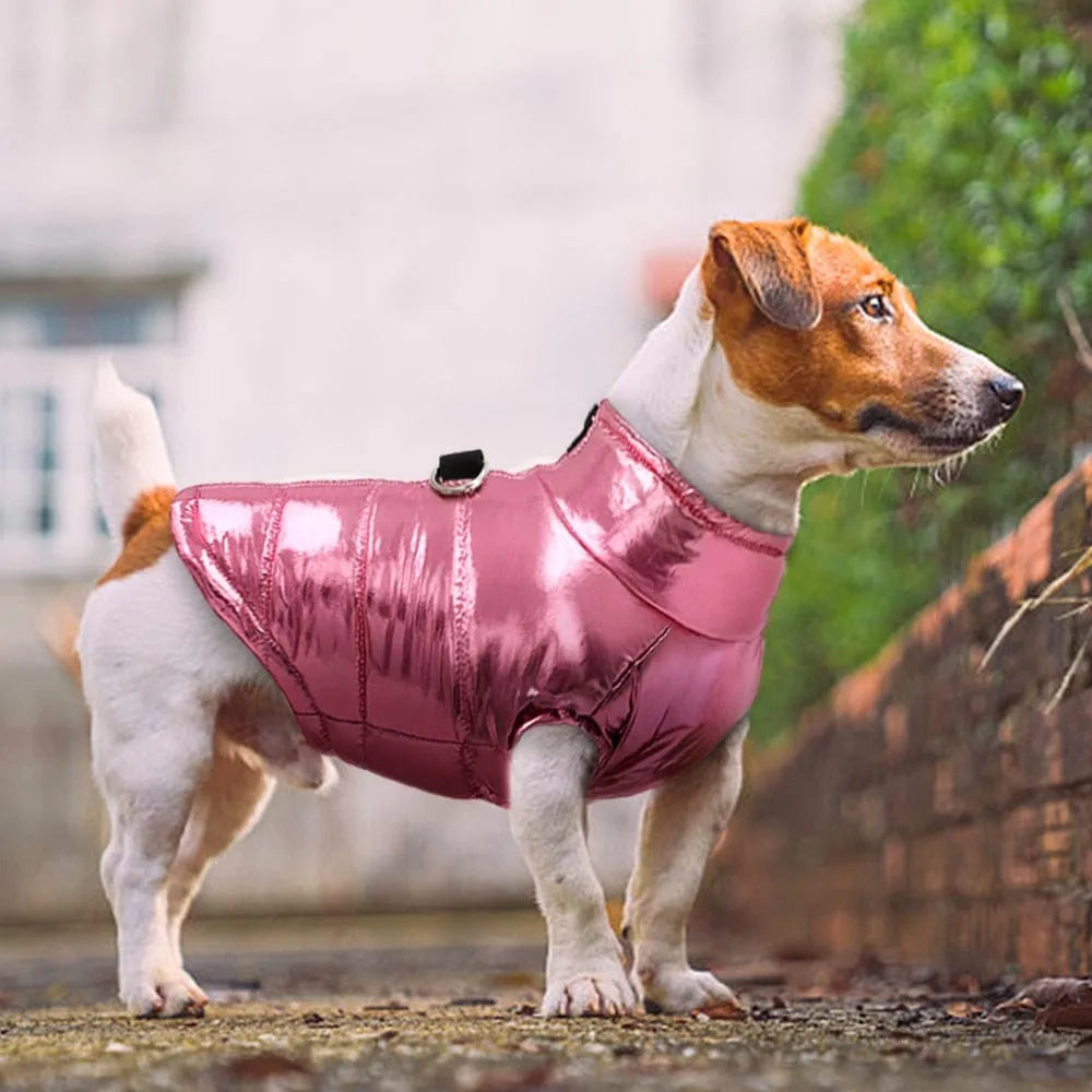 Glossy Waterproof Dachshund Jacket The Doxie World