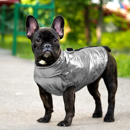 Glossy Waterproof Dachshund Jacket The Doxie World