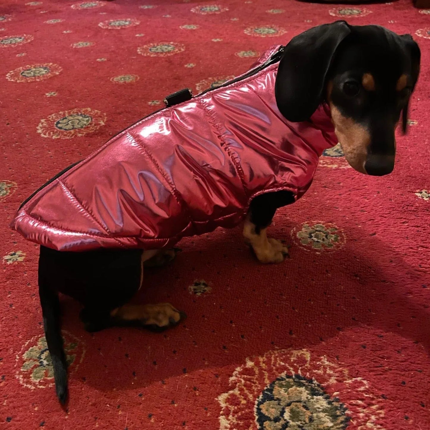 Glossy Waterproof Dachshund Jacket The Doxie World