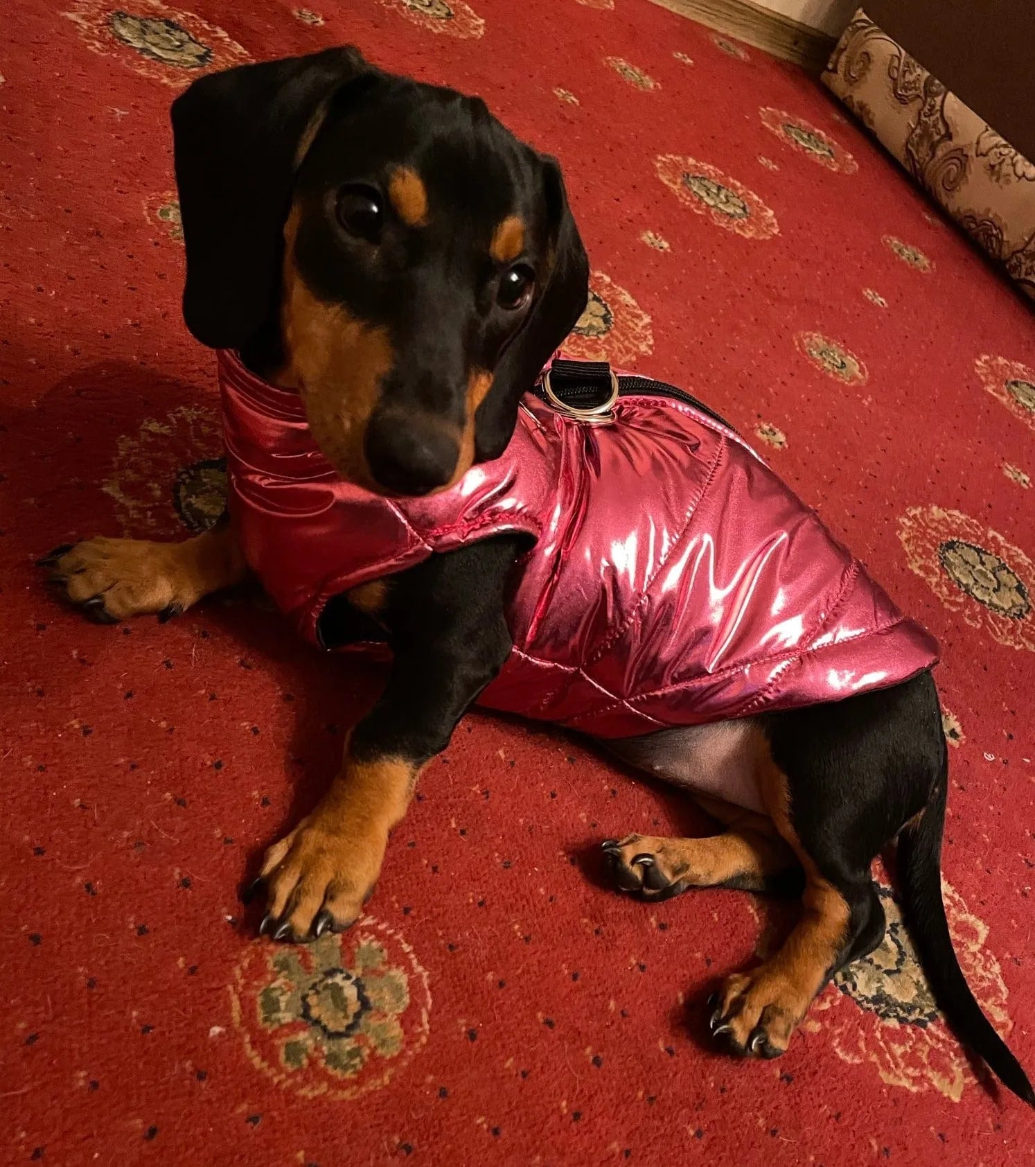 Glossy Waterproof Dachshund Jacket The Doxie World