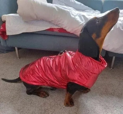 Glossy Waterproof Dachshund Jacket The Doxie World
