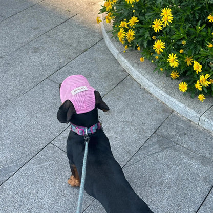 Graphic Baseball Dachshund Hat The Doxie World