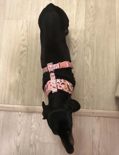 Graphic Dachshund Harness and Leash Set The Doxie World