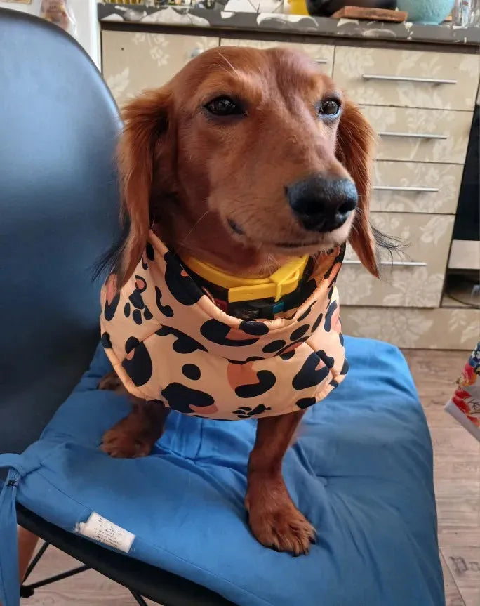 Leopard Wiener Dog Coat The Doxie World