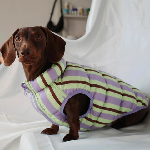 Matcha Dachshund Coat The Doxie World