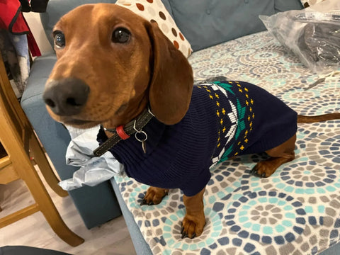 Navy Sausage Dog Sweater The Doxie World