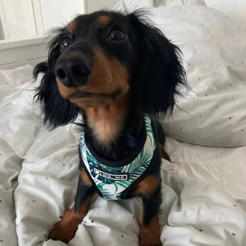 Palms Dachshund Harness and Leash Set Green harness+leash / S The Doxie World