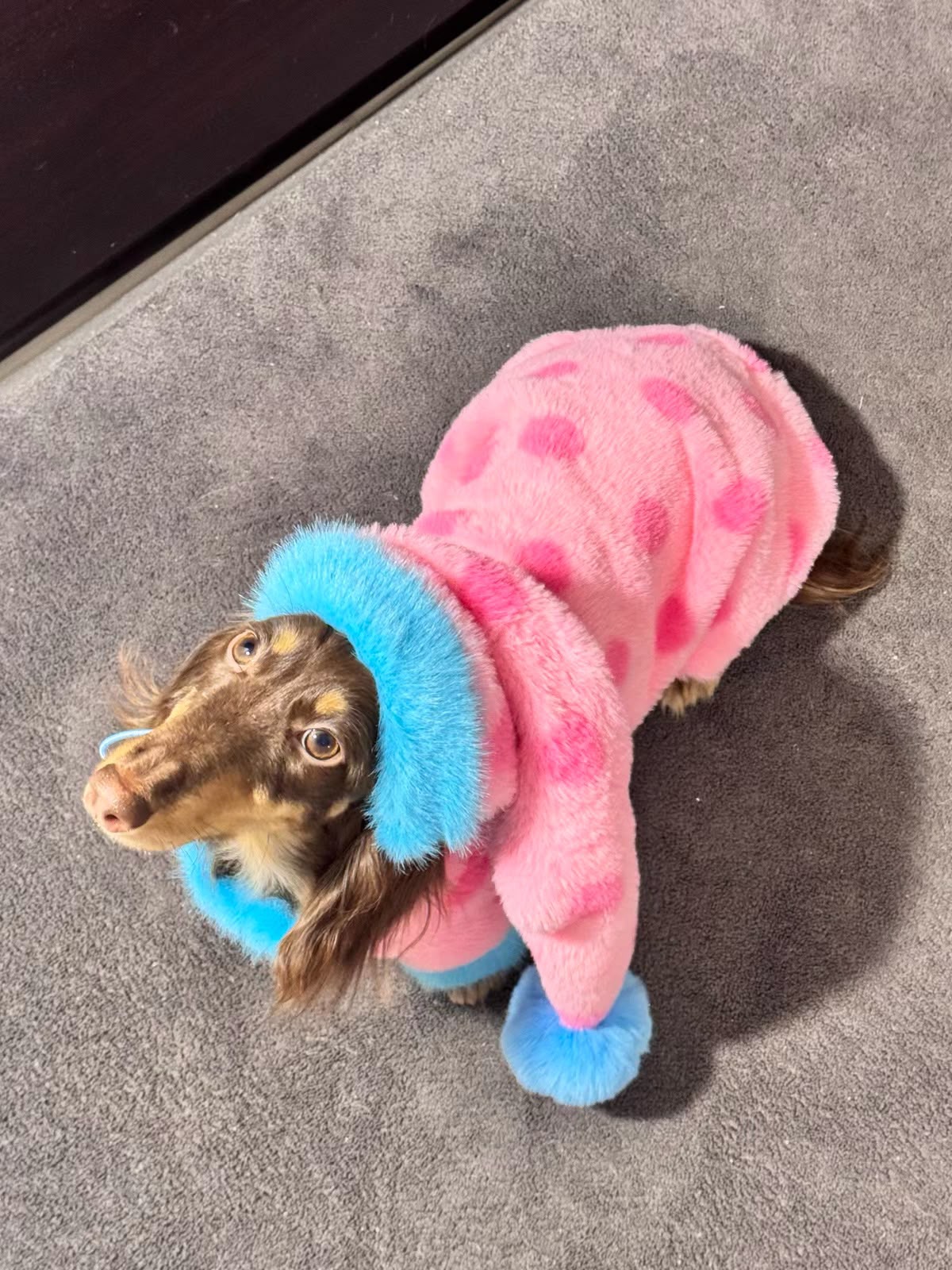 Plush Dachshund Onesie with Hood The Doxie World